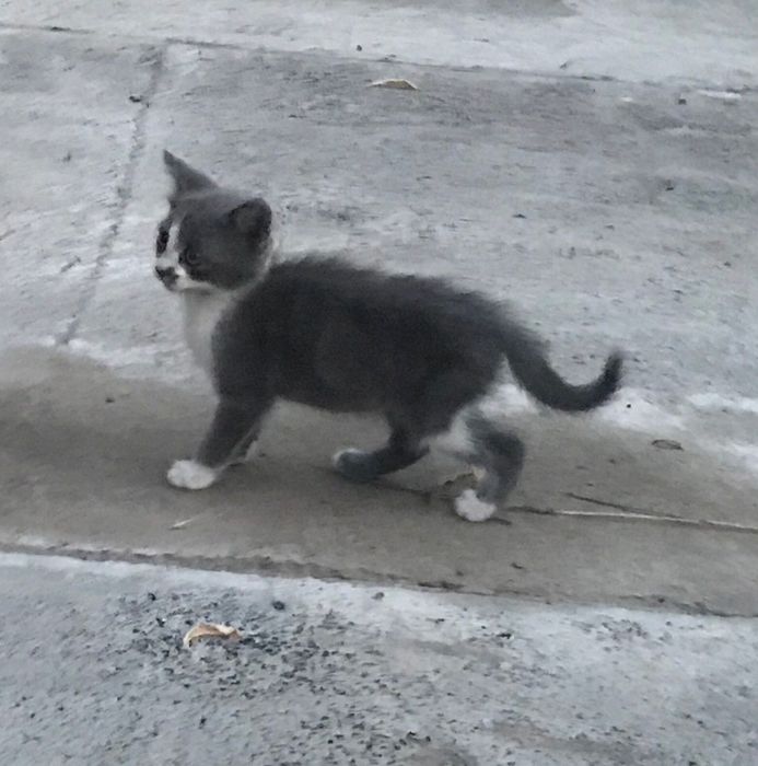 Кошенята шукають родину