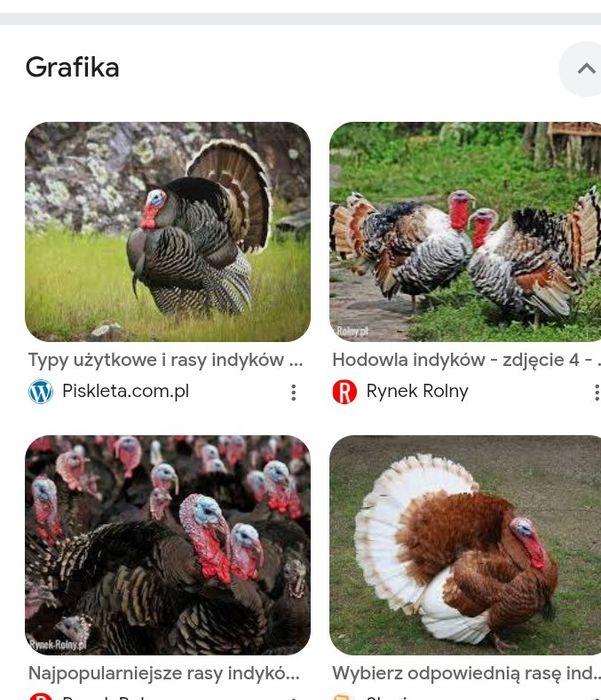 Pilnie z wysyłką Jajka indyka  do wylęgu