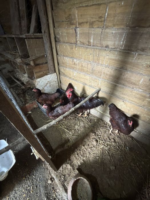 Pintos de Rhode Island Red