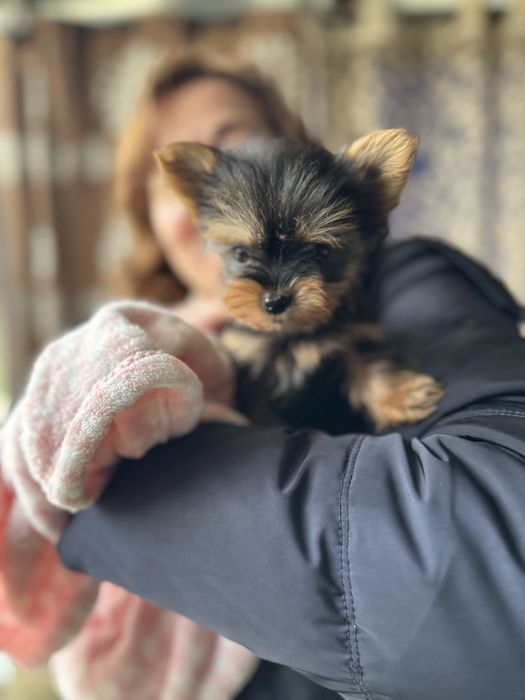 Yorkshire Terrier linha Russa