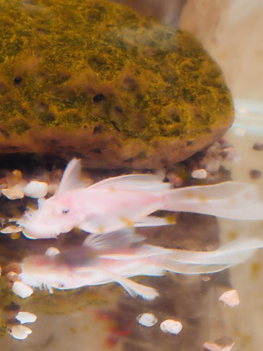 Ancistrus L-144 Snow White