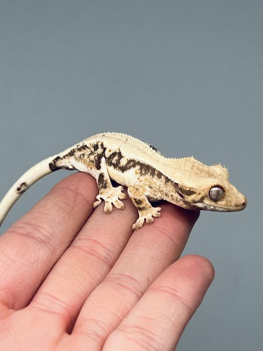 Gekom orzęsiony lily white miżliwa wyprawka transport