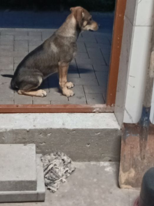 Oddam pieska, za darmo