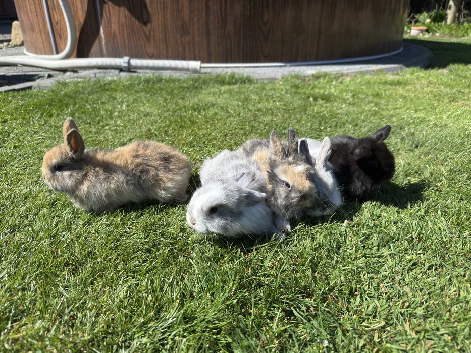 Królik mini lop