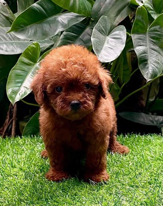 Хлопчик той пудель ред Браун