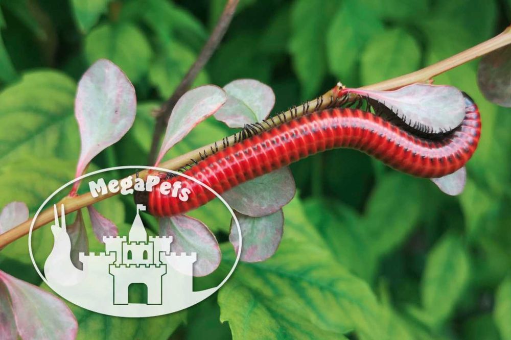 Centrobolus sp. Mosambik Wije Modliszki Prosionki Skoczogonki Ślimaki