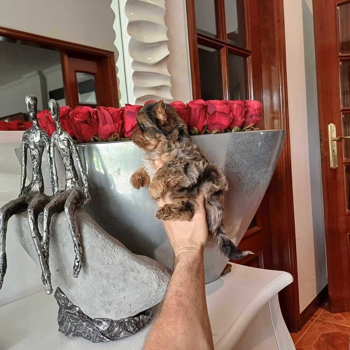 Yorkshire Terrier Miniatura MACHINHO BLACK MERLE