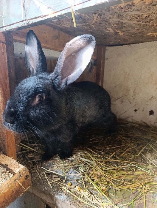 Продам кроликов молодняк