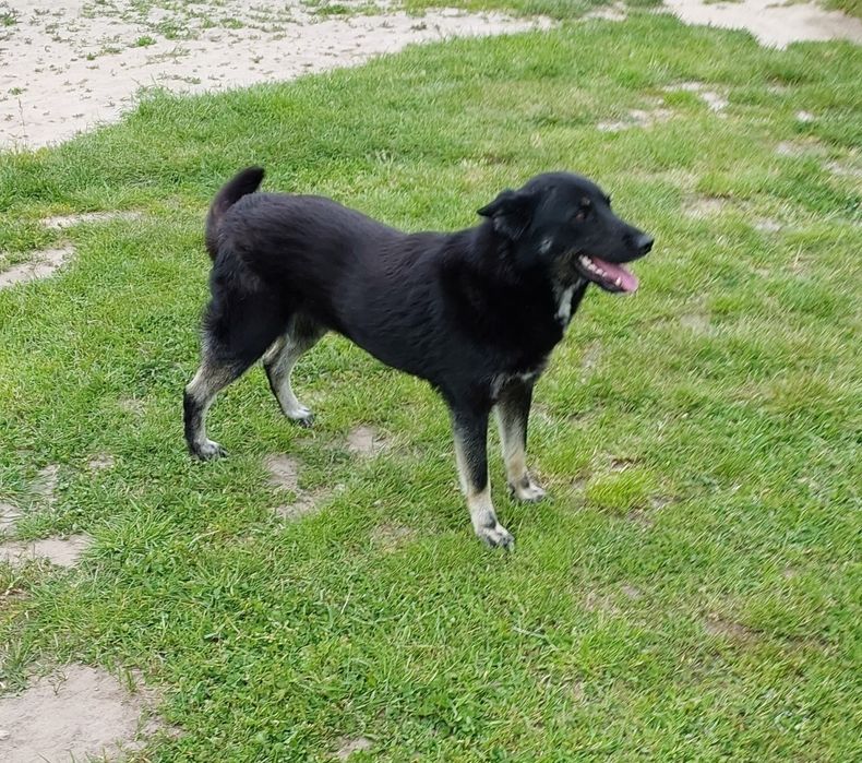 Віддам стерилізовану і вакциновану сторожеву собаку в добрі руки