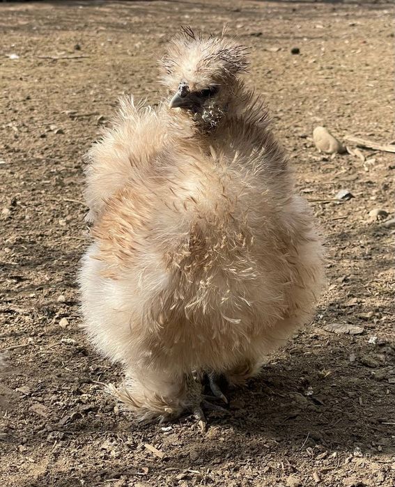 Інкубаційні яйця Китайських шовкових