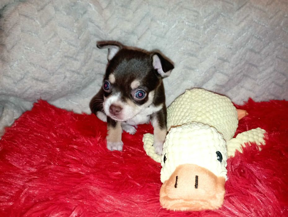 Piesek Chihuahua krótkowłosy