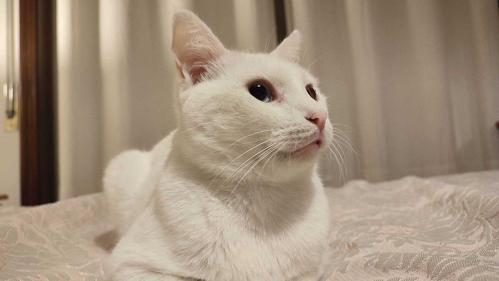 Gato para adoção responsável