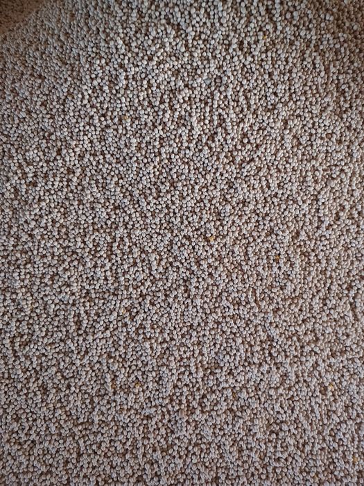 Sprzedam łubin biały