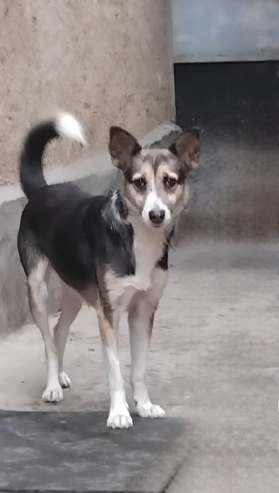 Отдам даром в добрые руки собачку метис небольшой породы