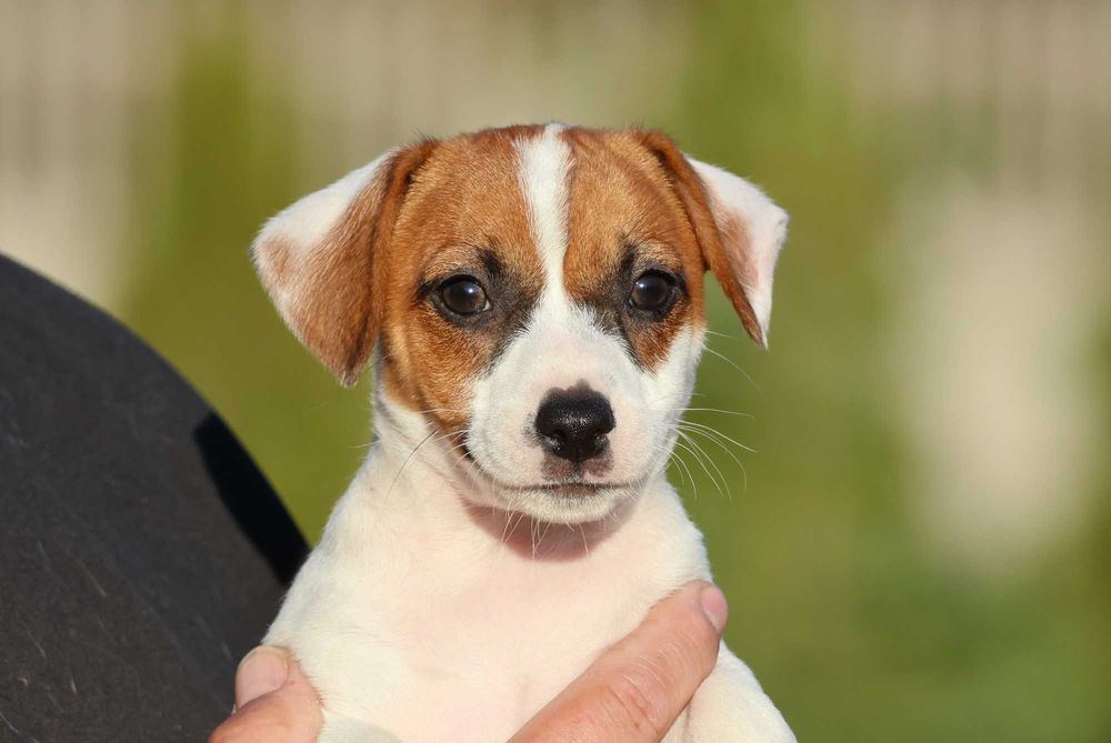 Jack Russell Terrier ZKwP FCI- z hodowli o wzorcowych warunkach/SUCZKA