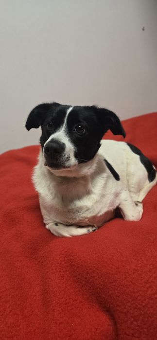 Do Adopcji samiec 2lata 10kg