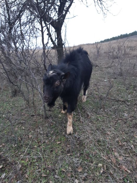 Продается козел.