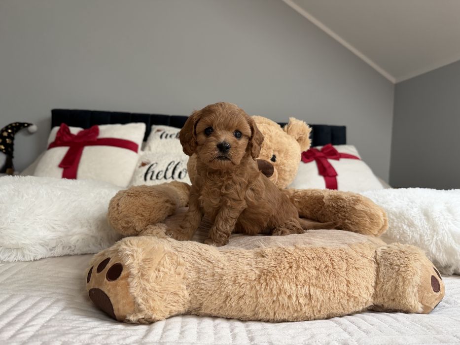 Cavapoo f1b piesek