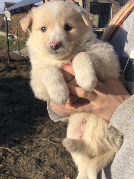 Віддам 9 щенят, 4 дівчинки 5 хлопчиків