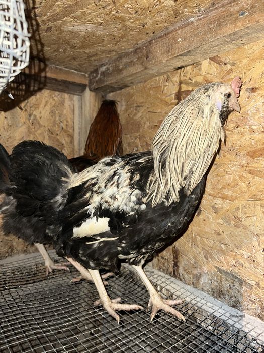 Півні,кури  молоді