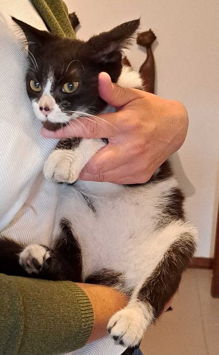 Gatinha para adoção