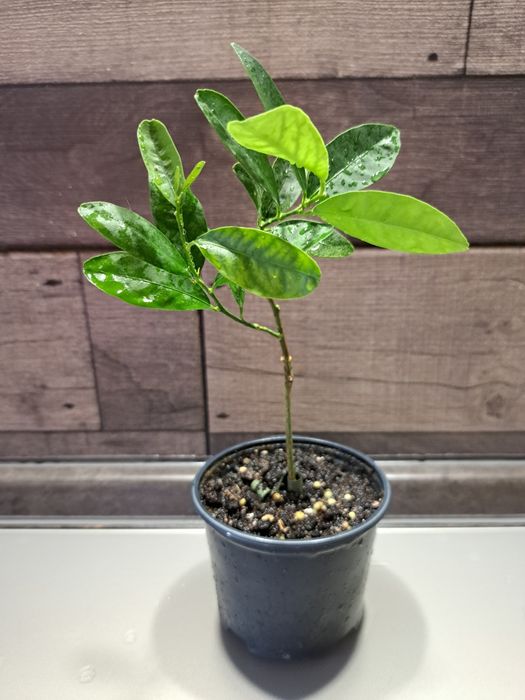 Щеплений лимон(лаймкват) Юстис