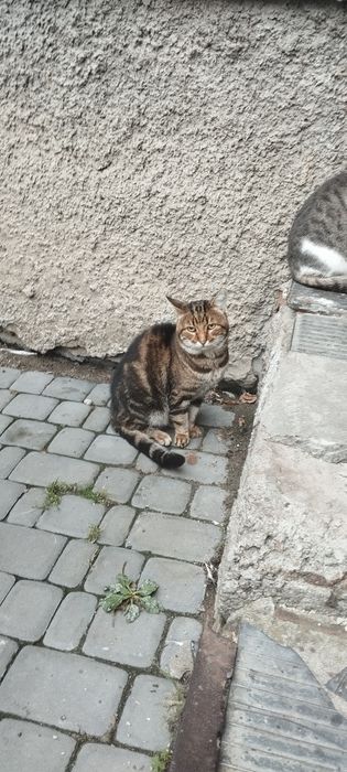 Красунчик у пошуку родини
