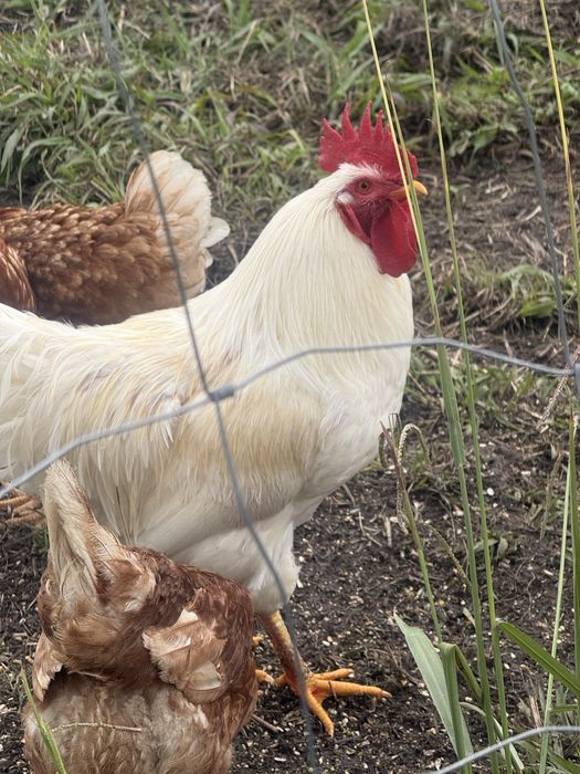 Vendo galo branco com 8 meses