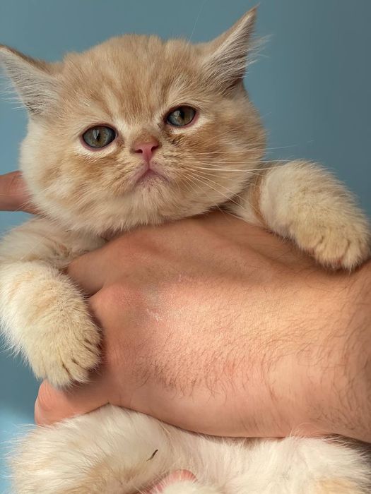 Шотландські прямовухі кошенята