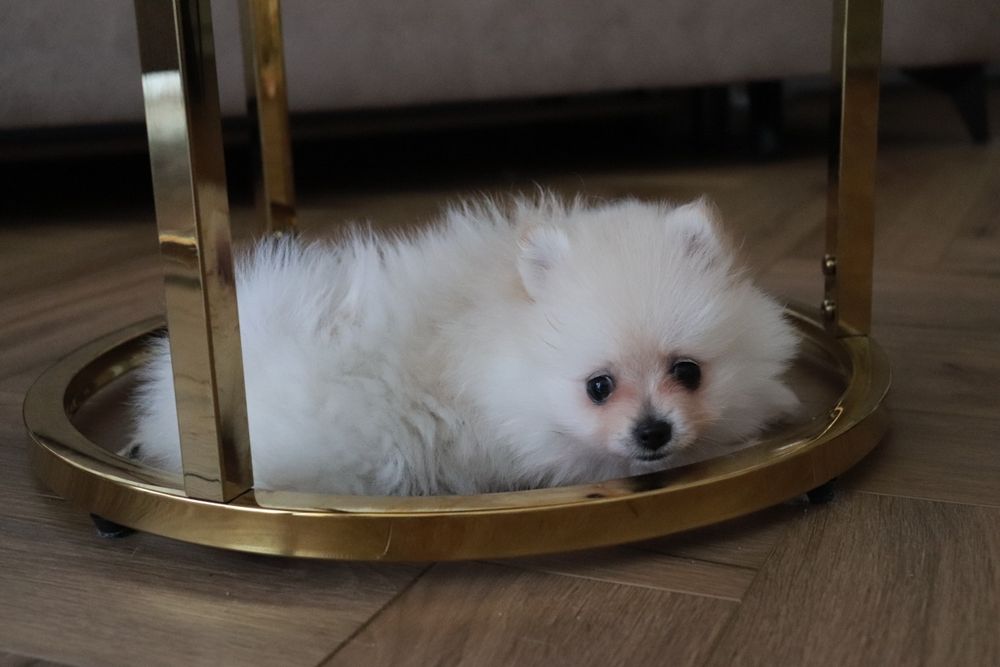 Pomeranian, szpic miniaturowy, rodowód