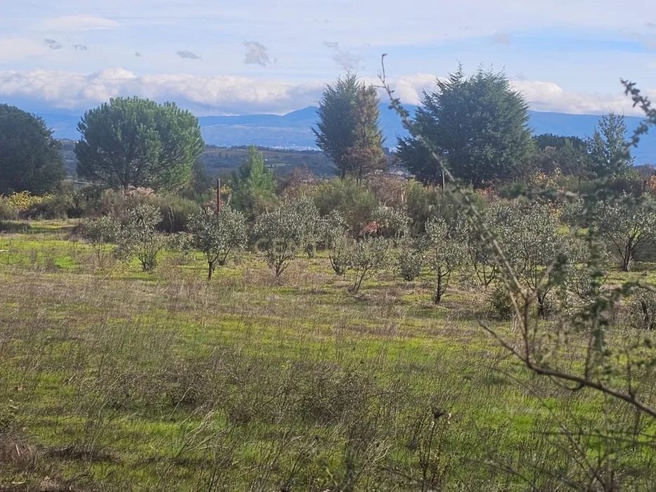 Venda de olival. Oliveiras de 10 anos a produzir