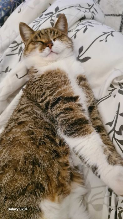 Маленькая кошка. БЕСПЛАТНО
