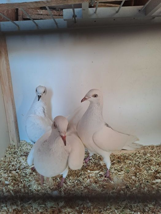 Gołebie Jasne perłowe pasiate