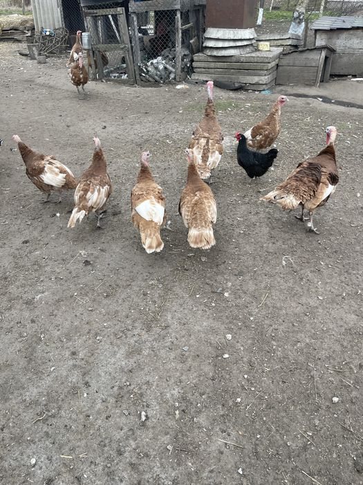 Продам індиків Червоний Бурбон