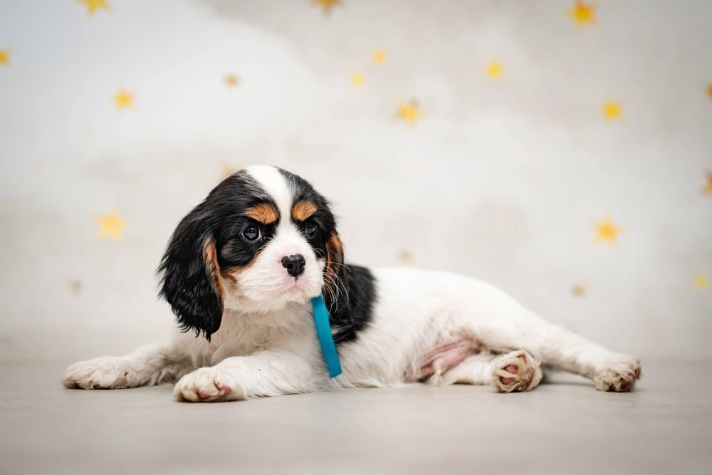Cavalier King Charles Spaniel
