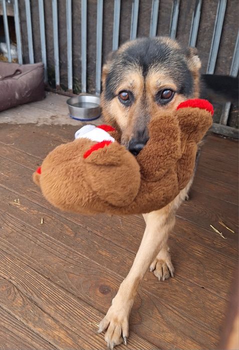 Atos, uwielbia ludzi i czeka na dom