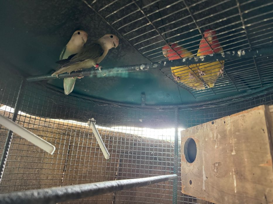 Agapornis varias variedades