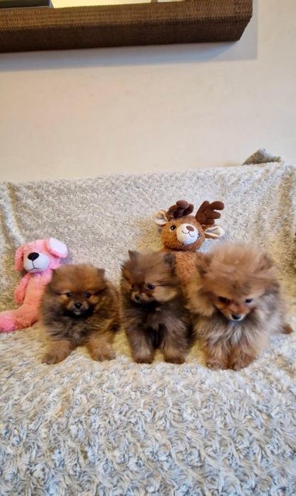 Szpic pomeranian chłopak rudy