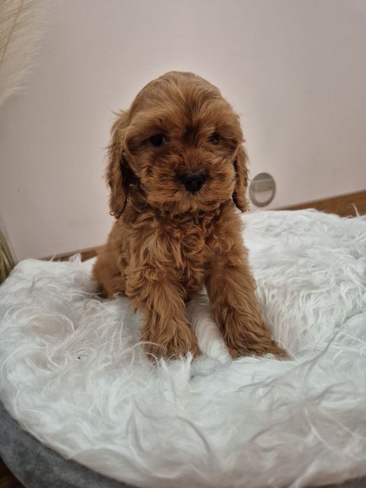 Cockapoo cocker spaniel Bibi