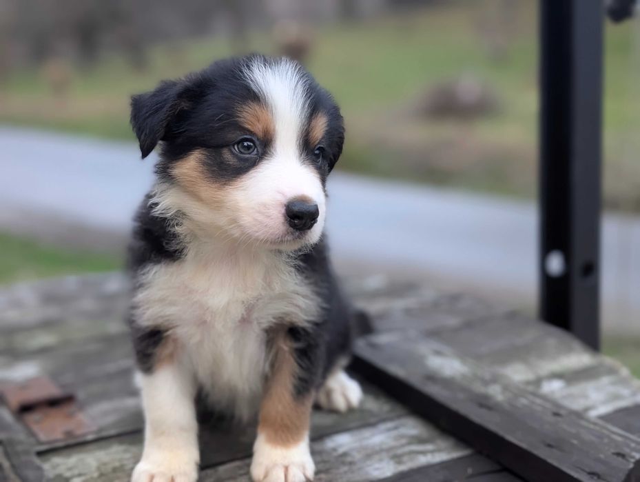 Border Collie pies samiec tricolor SHIRO przebadani rodzice