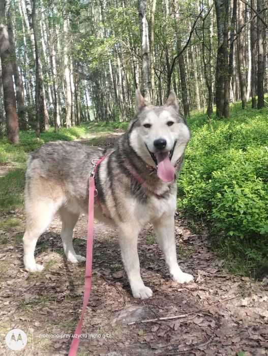 Kenobi mix husky/łajka
