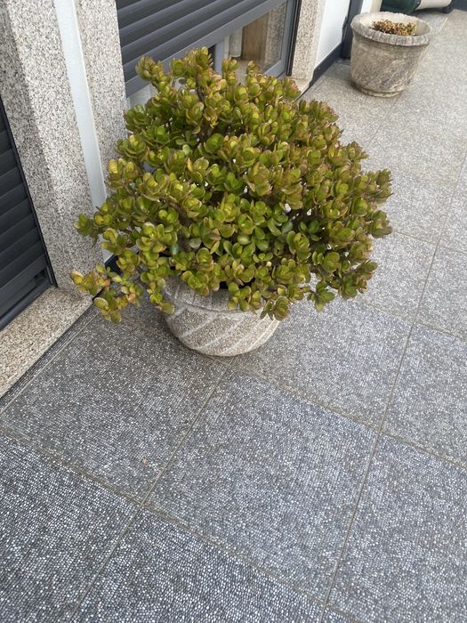 Plantas de jardim adultas em vaso de cimento.