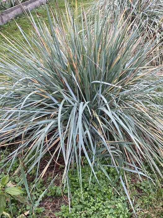 Rośliny wieloletnie  do ogrodu 5zł