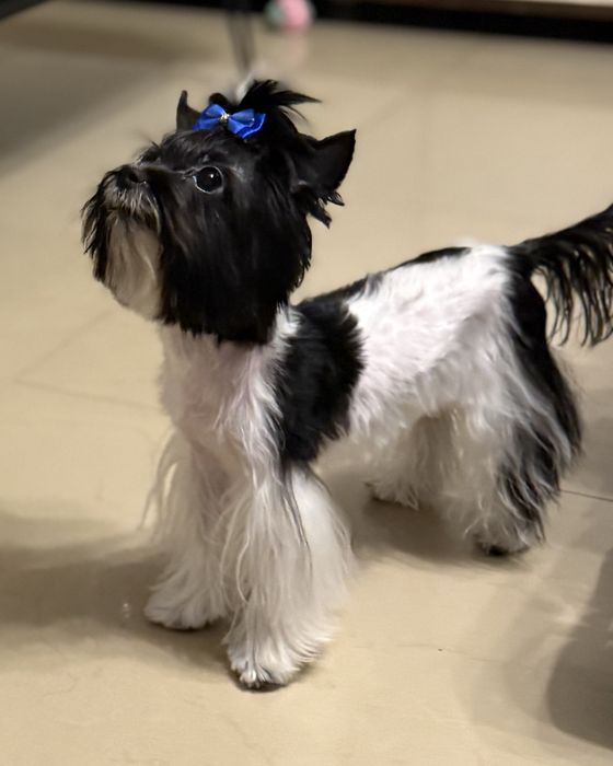York  maleńki piesek z rodowodem Black & White Yorkshire Terrier Biewer