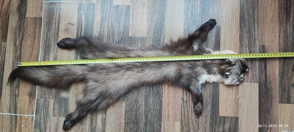 Мех куницы дикой