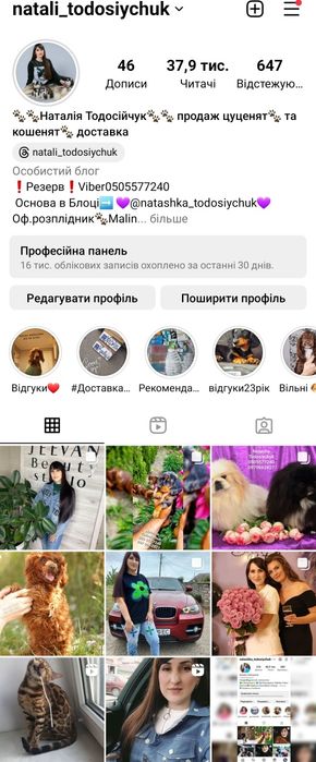 4 виводки бенгальських кошенят. Різний вік