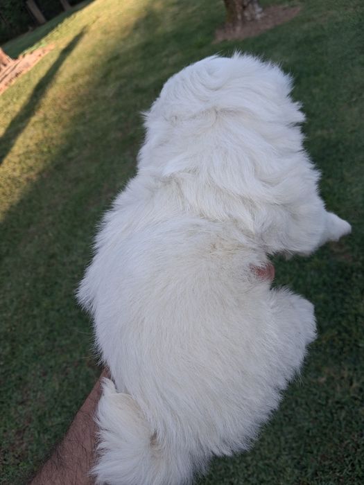 Bichon maltês macho