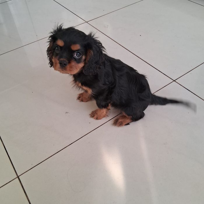 Śliczny Piesek  Cavalier Spaniel z Rodowodem