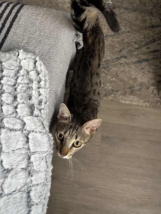 Serviço de Pet Sitting
