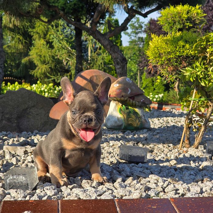 Buldog Francuski śliczny Blue Tan piesek